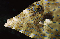Scrawled Filefish (Aluterus scriptus) face, Bali, Indonesia
