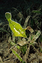 Bristle-tailed Leatherjacket (Areichthys tomentosus) camouflaged amid seaweed, Milne Bay, Papua New Guinea
