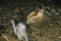 Ornate Cowfish (Aracana ornata) female scavenging on dead squid, Edithburg, Australia