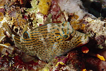 False-eyed Pufferfish (Canthigaster papua) amid coral, Solomon Islands