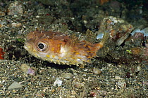 Birdbeak Burrfish (Cyclichthys orbicularis), Ambon, Indonesia