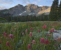 Mountain Indian Paintbrush (Castilleja parviflora) flowers, Albion Basin, Wasatch Range, Utah