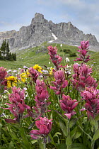 Mountain Indian Paintbrush (Castilleja parviflora) flowers, Governor Basin, Colorado