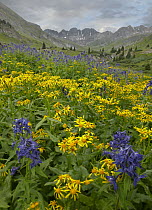 Larkspur (Delphinium sp) and Broom Groundsel (Senecio spartioides) flowers, American Basin, Colorado