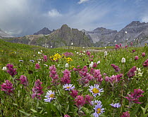 Mountain Indian Paintbrush (Castilleja parviflora) and daisies, Governor Basin, Colorado