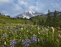 Paradise Meadow and Mount Rainier, Mount Rainier National Park, Washington