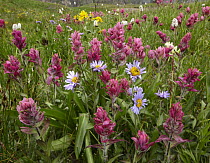 Mountain Indian Paintbrush (Castilleja parviflora) and daisies, Governor Basin, Colorado