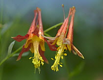 Wild Columbine (Aquilegia canadensis) flowers, Washington