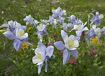 Colorado Blue Columbine (Aquilegia caerulea) flowers, American Basin, Colorado