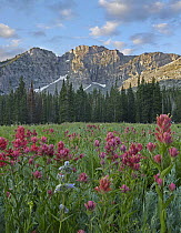 Mountain Indian Paintbrush (Castilleja parviflora) flowers, Albion Basin, Wasatch Range, Utah