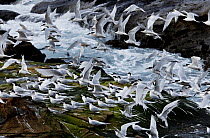 White-fronted Tern (Sterna striata) colony, Shag Point, North Otago, New Zealand