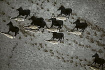 Burchell's Zebra (Equus burchellii) herd crossing pan during summer dry season, Makgadikgadi Salt Pans, Botswana