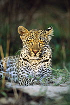 Leopard (Panthera pardus) juvenile portrait, Sabi Sands Game Reserve, South Africa