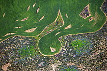 Wheat field patterns, Swartland, South Africa