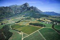Vineyards, Franshoek Valley, South Africa