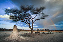 Acacia (Acacia sp) tree and termite mound with dust storm in background, Moremi Game Reserve, Botswana