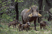 Cape Warthog (Phacochoerus aethiopicus) female with four piglets, Sabi Sands Game Reserve, South Africa