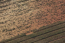 Maize (Zea mays) crops, Gauteng, South Africa