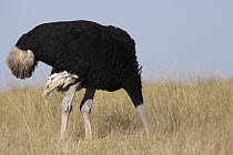Ostrich (Struthio camelus) male foraging, Chobe National Park, Botswana
