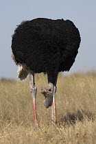 Ostrich (Struthio camelus) male, Chobe National Park, Botswana