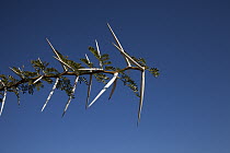 Acacia (Acacia sp) spines on branch, Eastern Cape, South Africa