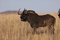 Black Wildebeest (Connochaetes gnou) male, Eastern Cape, South Africa