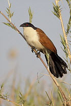 Coppery-tailed Coucal (Centropus cupreicaudus), Chobe River, Namibia
