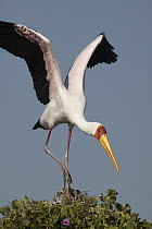 Yellow-billed Stork (Mycteria ibis) landing, Chobe River, Namibia