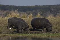Hippopotamus (Hippopotamus amphibius) trio foraging on shore, Chobe National Park, Botswana
