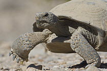 Desert Tortoise (Gopherus agassizii) walking, native to North America