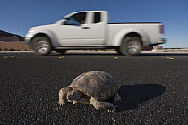 Desert Tortoise (Gopherus agassizii) crossing road, Las Vegas, Nevada
