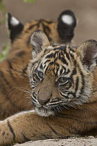 Sumatran Tiger (Panthera tigris sumatrae) cub, native to Sumatra