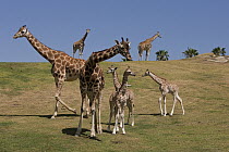 Rothschild Giraffe (Giraffa camelopardalis rothschildi) adults and young, native to Africa