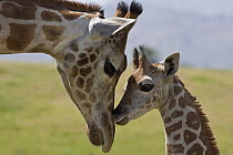 Rothschild Giraffe (Giraffa camelopardalis rothschildi) nuzzling calf, native to Africa