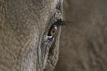 Asian Elephant (Elephas maximus) eye showing long eyelashes, native to Asia