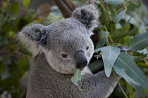Queensland Koala (Phascolarctos cinereus adustus) eating eucalyptus leaves, native to Australia