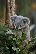 Queensland Koala (Phascolarctos cinereus adustus) in eucalyptus tree, native to Australia