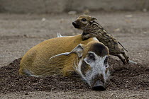 Red River Hog (Potamochoerus porcus) piglet climbing on resting adult, native to Africa
