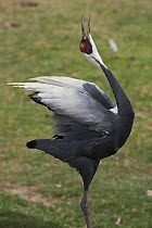Sarus Crane (Grus antigone) vocalizing, native to Asia and Australia