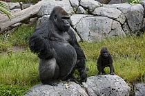 Western Lowland Gorilla (Gorilla gorilla gorilla) silverback male and baby, native to Africa