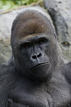 Western Lowland Gorilla (Gorilla gorilla gorilla) silverback male, native to Africa
