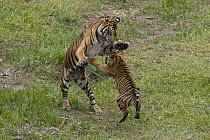Sumatran Tiger (Panthera tigris sumatrae) mother and cub playing, native to Sumatra