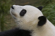 Giant Panda (Ailuropoda melanoleuca) female, native to China