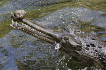Gharial (Gavialis gangeticus) eating a fish, native to Asia