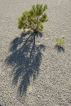 Jeffrey Pine (Pinus jeffreyi) seedlings growing in pumice, eastern Sierra Nevada, California