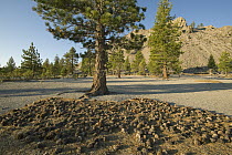 Jeffrey Pine (Pinus jeffreyi) with cones, eastern Sierra Nevada, California