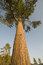 Ponderosa Pine (Pinus ponderosa), Sand Harbor State Park, Lake Tahoe, Nevada