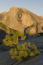 Pine seedling and Half Dome at sunset, Yosemite National Park, California