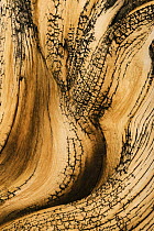 Great Basin Bristlecone Pine (Pinus longaeva) detail of twisted wood, White Mountains, California