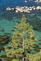 Ponderosa Pine (Pinus ponderosa), Sand Harbor State Park, Lake Tahoe, Nevada